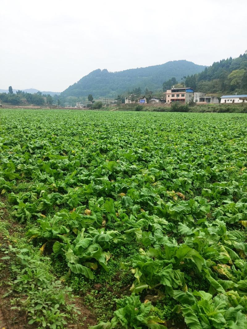 四川大型基地供应，接全国客商,儿菜,娃娃菜,精品加工儿菜