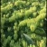金银花1号花王嫁接苗（湖南金银花之乡原产地）