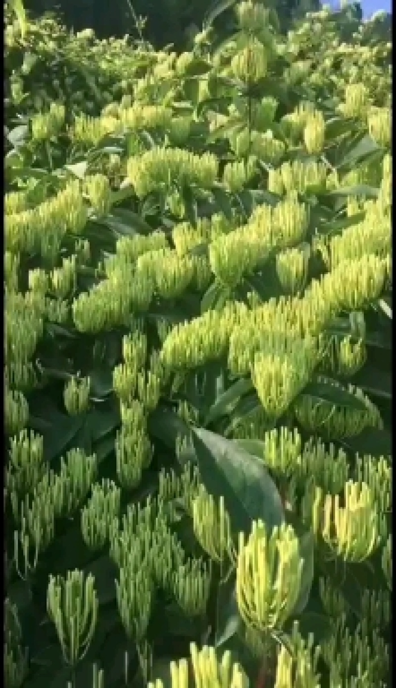 金银花1号花王嫁接苗（湖南金银花之乡原产地）