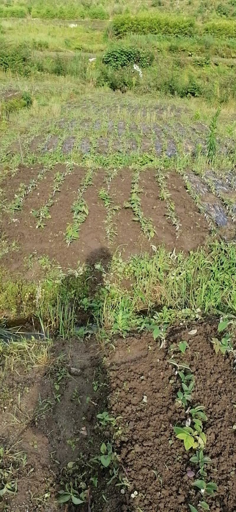 湘蕾金银花嫁接苗（湖南金银花之乡产地）全国包邮