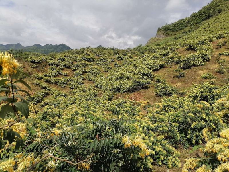 湘蕾金银花嫁接苗（湖南金银花之乡产地）全国包邮