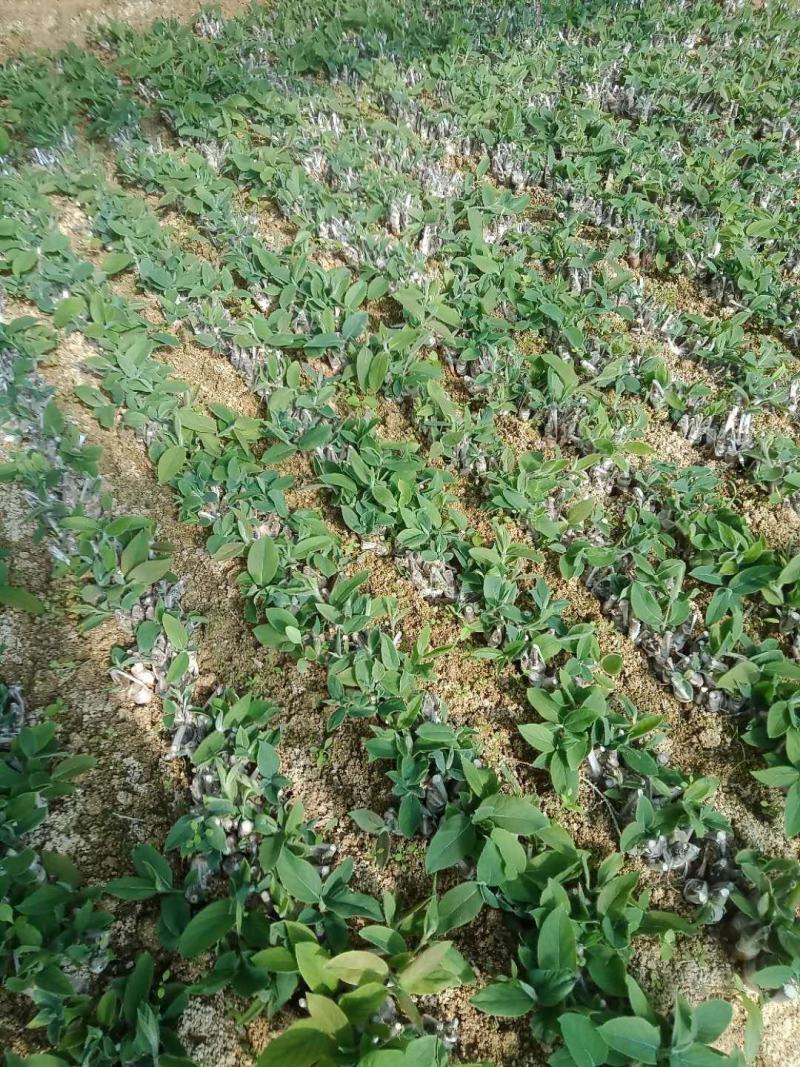 湘蕾金银花嫁接苗（湖南金银花之乡产地）全国包邮