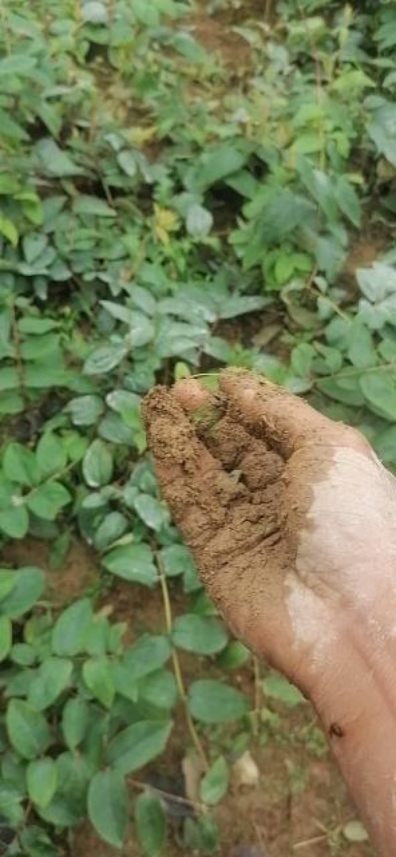 金银花（称山银花开花五彩花）