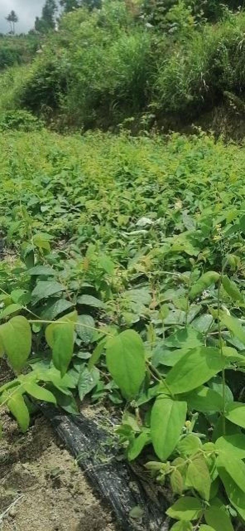 湘蕾金银花5号（金银花王嫁接苗）湘蕾金银花