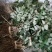 湘蕾金银花5号（金银花王嫁接苗）湘蕾金银花