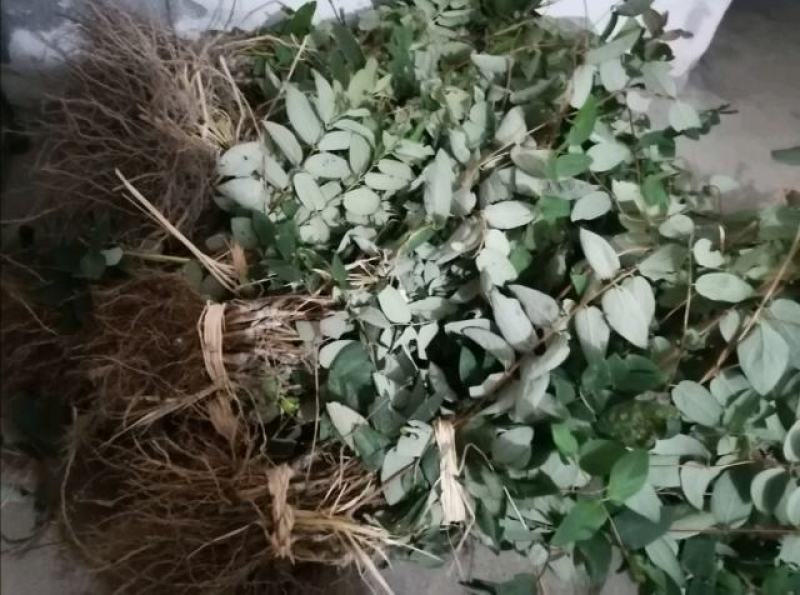 湘蕾金银花5号（金银花王嫁接苗）湘蕾金银花
