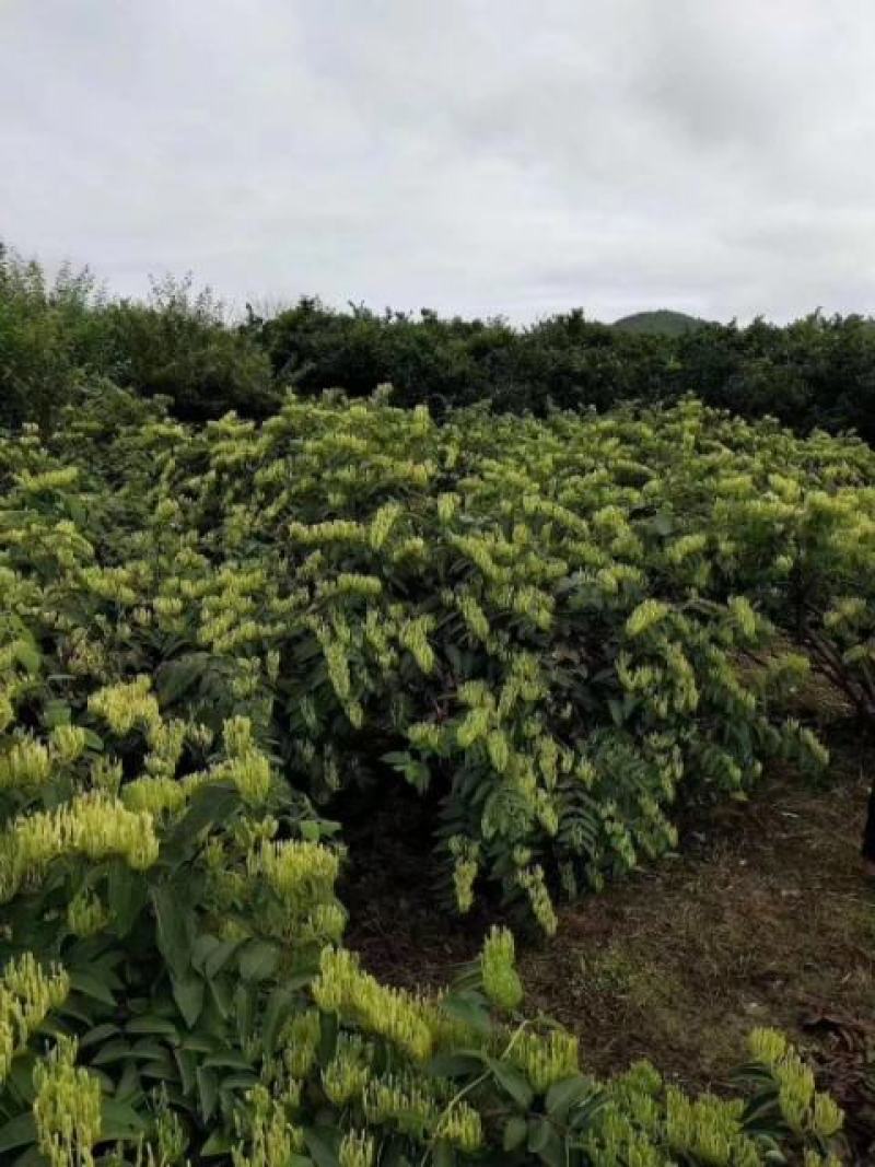 湘蕾金银花5号（金银花王嫁接苗）湘蕾金银花