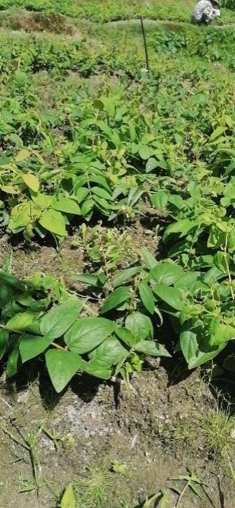 湘蕾金银花5号（金银花王嫁接苗）湘蕾金银花