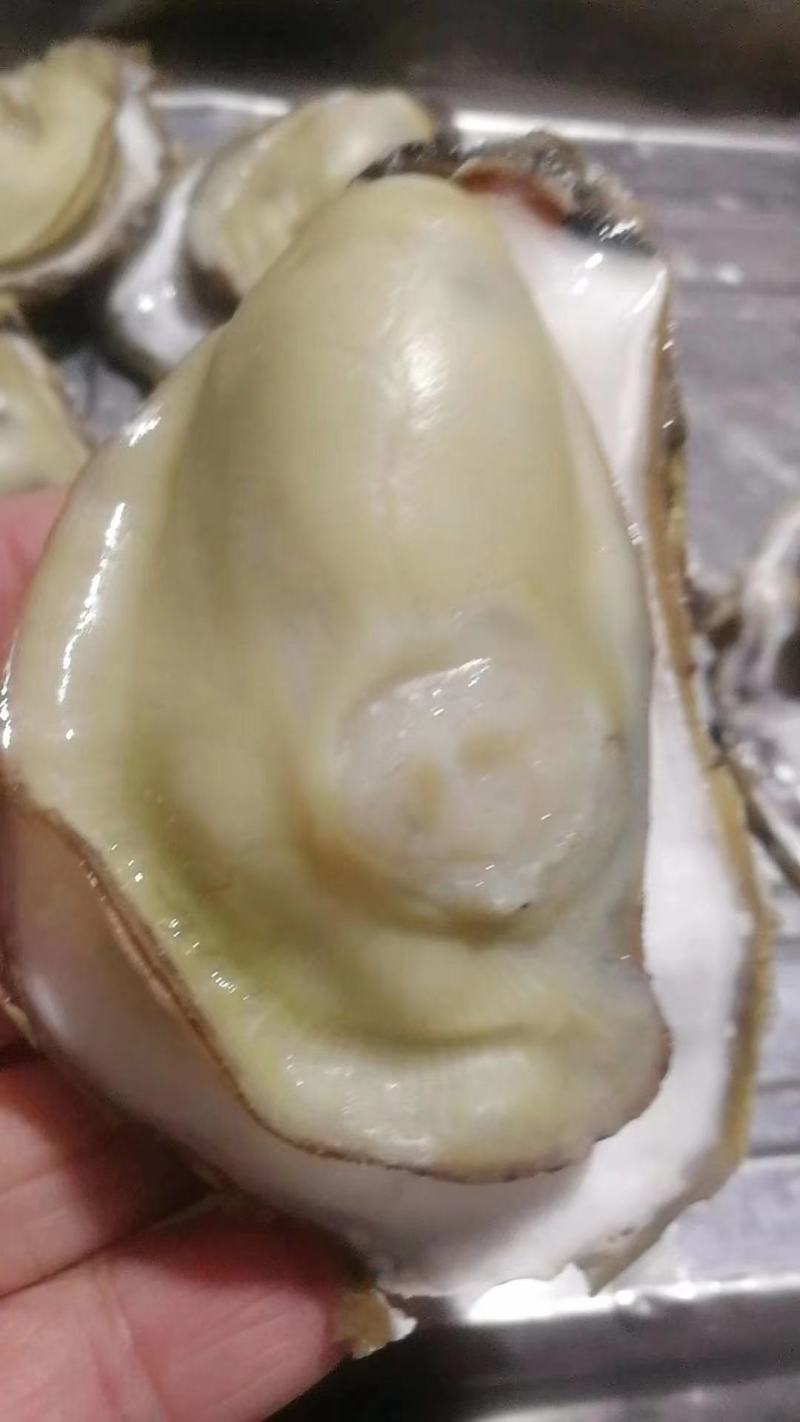 正宗红岛海蛎子已经50斤，150一包