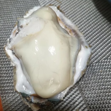正宗红岛海蛎子已经50斤，150一包
