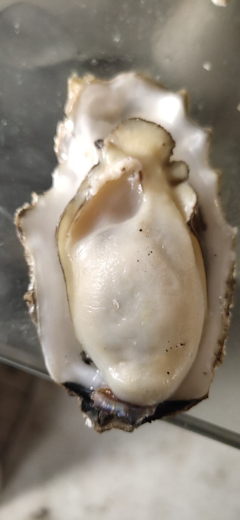 正宗红岛海蛎子已经50斤，150一包