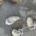 正宗红岛海蛎子已经50斤，150一包