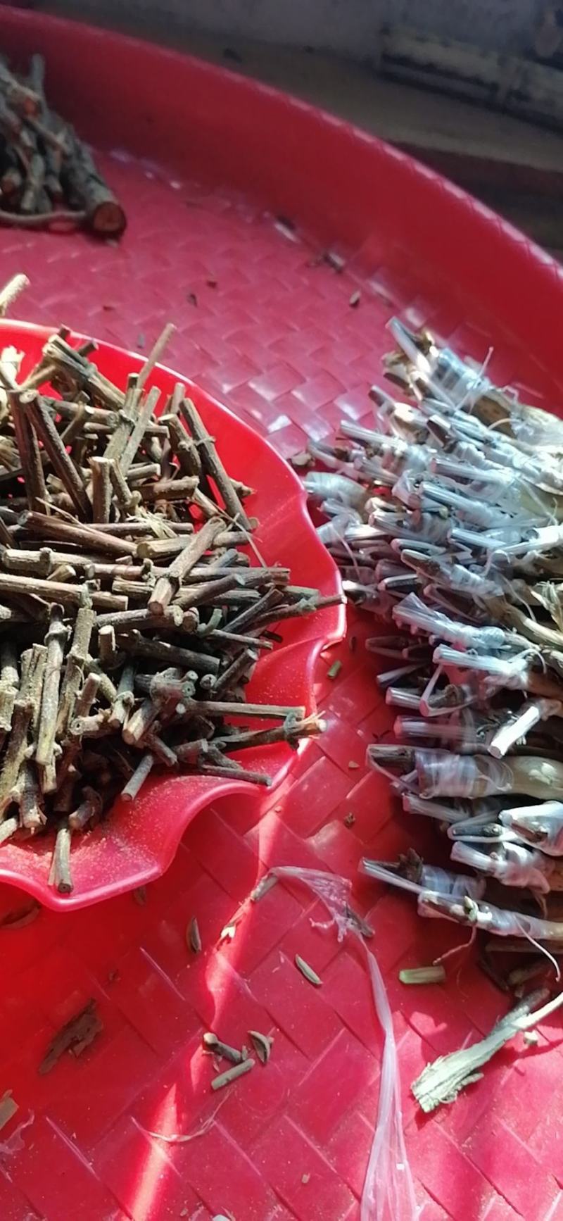 湘蕾金银（湖南金银花原产地）