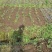 湘蕾金银（湖南金银花原产地）