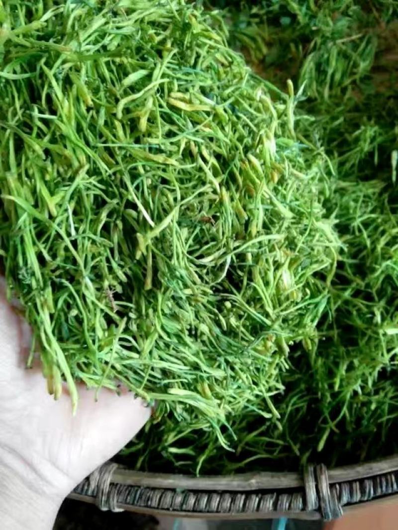 金银花苗（湖南邵阳隆回金银花）