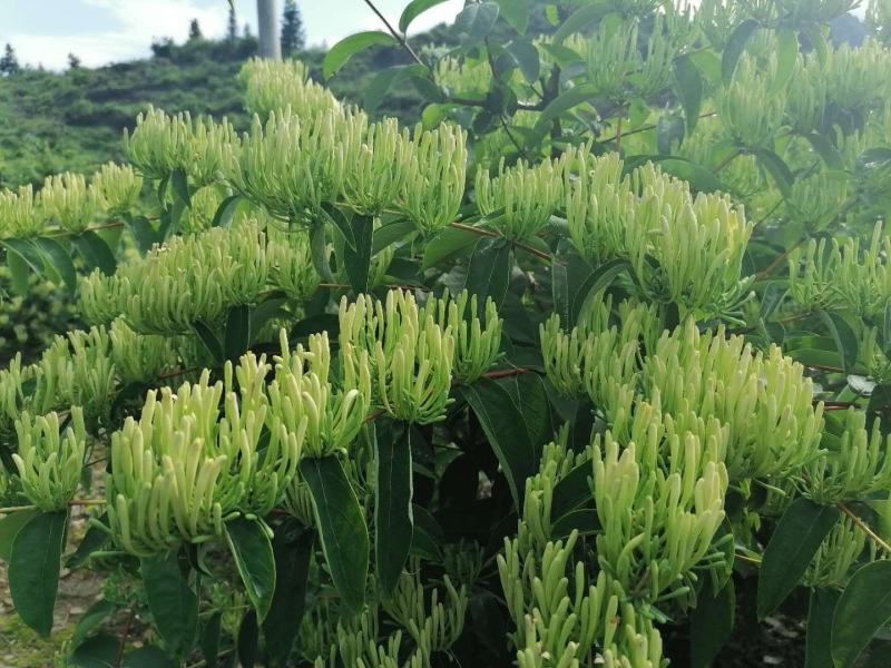 金银花苗（湖南邵阳隆回金银花）