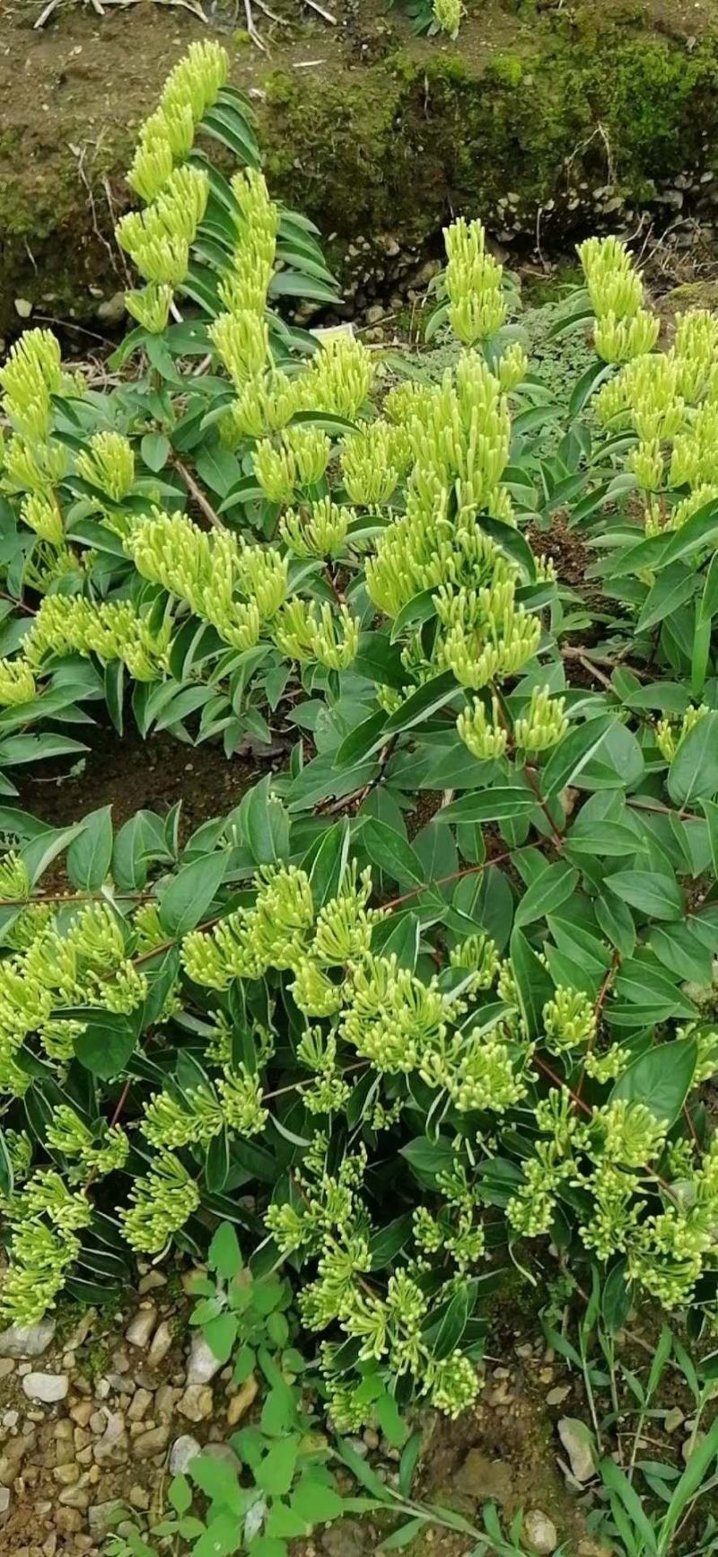 金银花苗（湖南邵阳隆回金银花）
