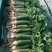大量供应潍县萝卜，水果萝卜便宜青茬、水头足质量好