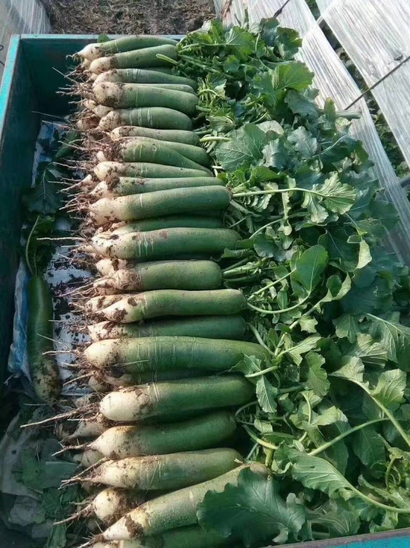 大量供应潍县萝卜、水果萝卜、现拔、青茬、免人工费