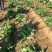 大量供应潍县萝卜、水果萝卜、现拔、青茬、免人工费