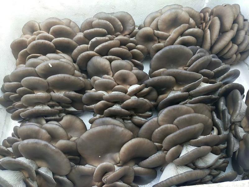 辉县发酵料鲜平菇大量上市肉质肥厚爽滑细嫩基地直发