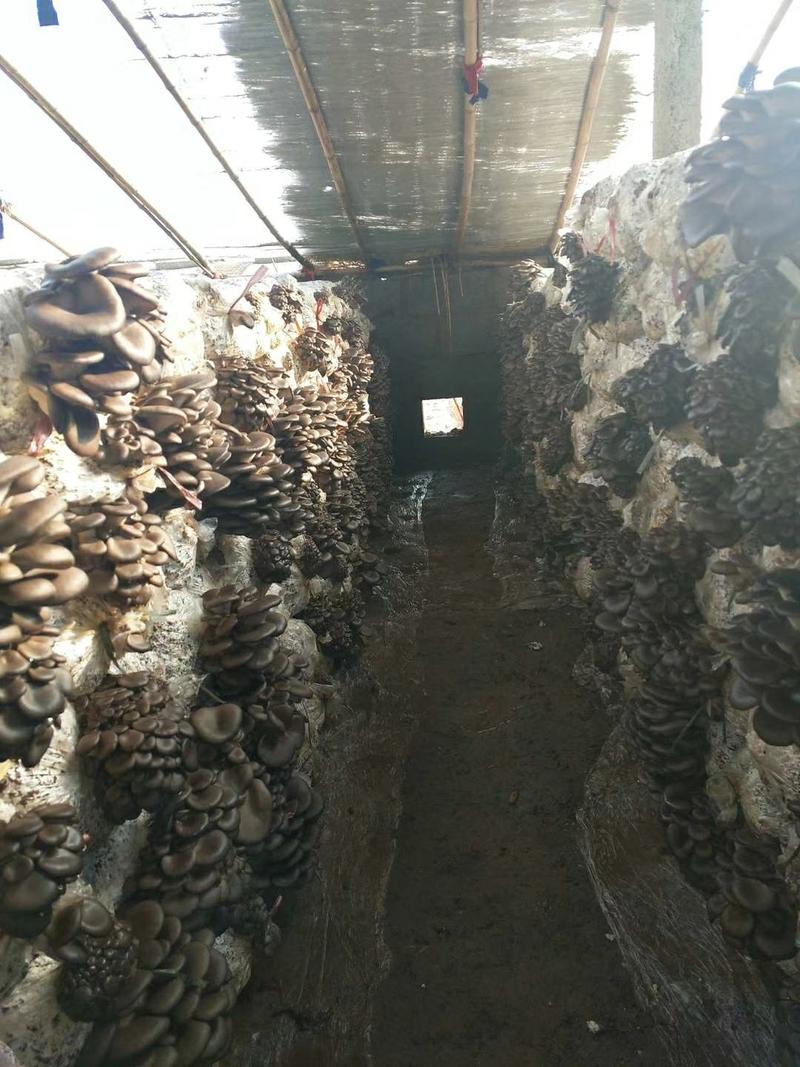 辉县发酵料鲜平菇大量上市肉质肥厚爽滑细嫩基地直发