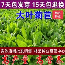 菊苣种子优质高产牧草多年生四季种植将军菊苣高产量
