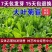 菊苣种子优质高产牧草多年生四季种植将军菊苣高产量
