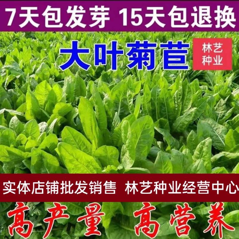 菊苣种子优质高产牧草多年生四季种植将军菊苣高产量