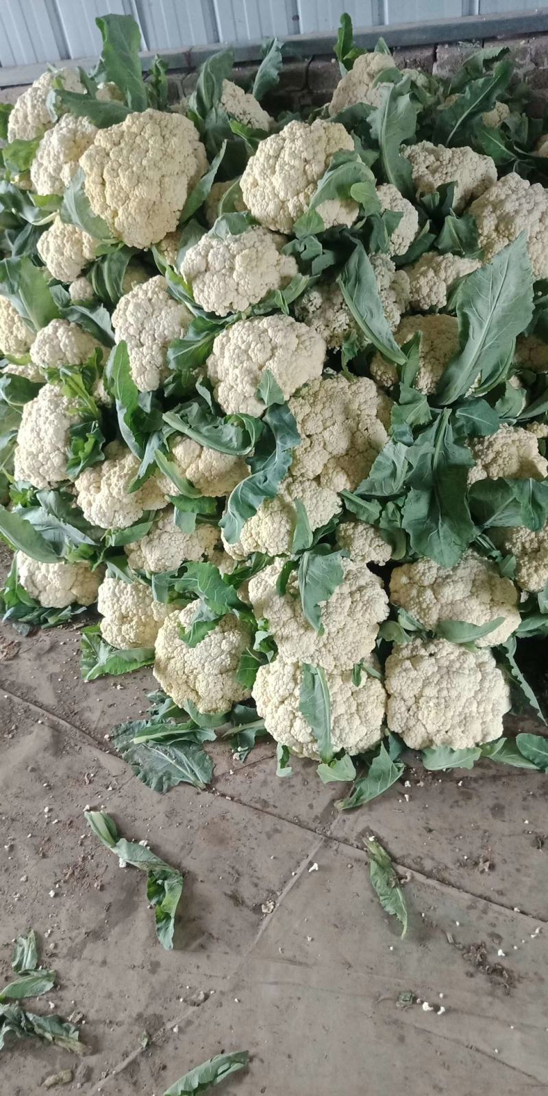 精品有机花产地，大量现货，价格便宜，超市，