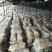 7~9斤发酵料平菇菌包