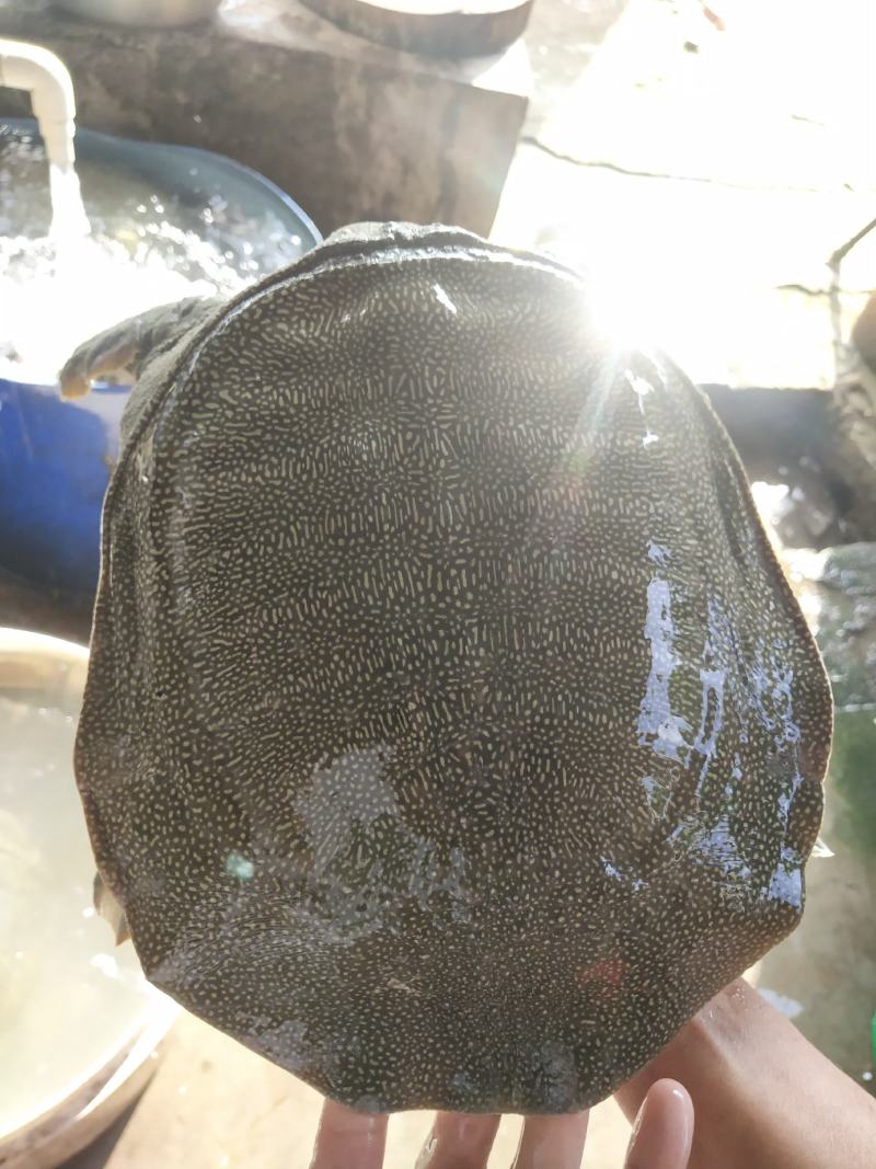 精品中华鳖黄沙鳖珍珠鳖长期供应欢迎选购！
