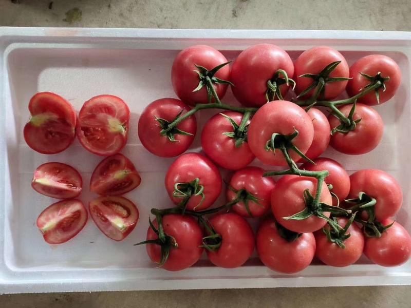 【西红柿】精品硬粉西红柿单果串果大量供应保质保量