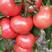 【西红柿】精品硬粉西红柿单果串果大量供应保质保量
