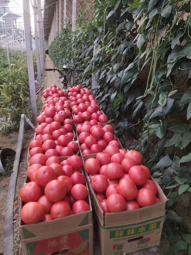 【西红柿】精品硬粉西红柿单果串果大量供应保质保量