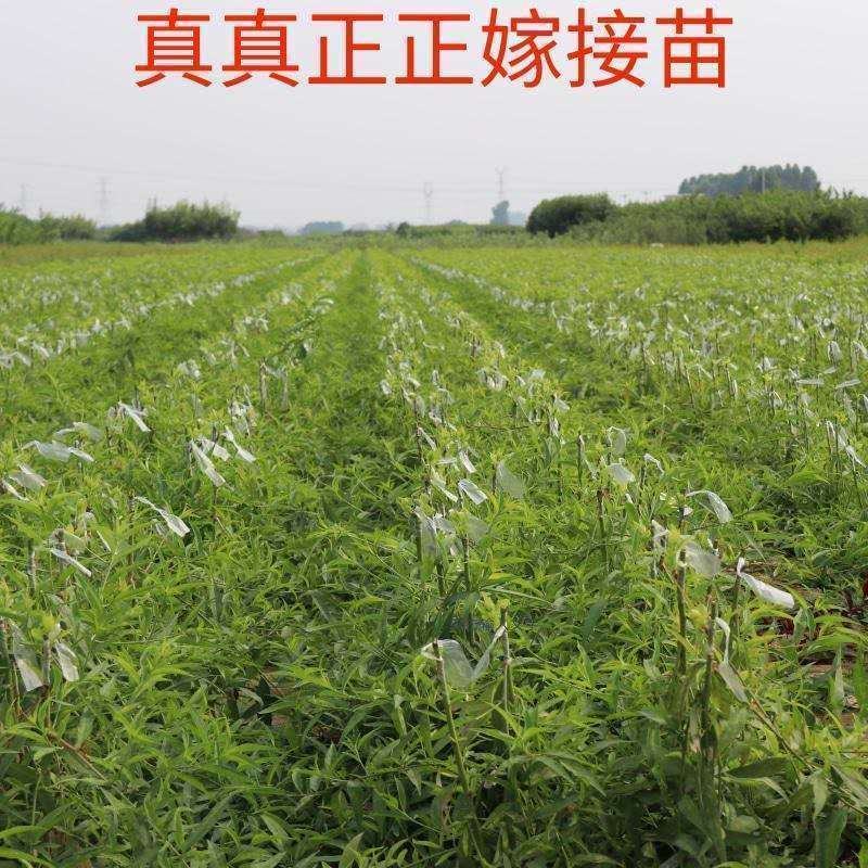 水蜜桃苗基地直销包成活技术南北方种植放心苗