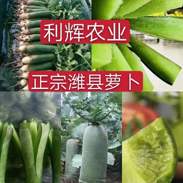 大量供应潍县萝卜、水果萝卜、现拔、青茬、免人工费