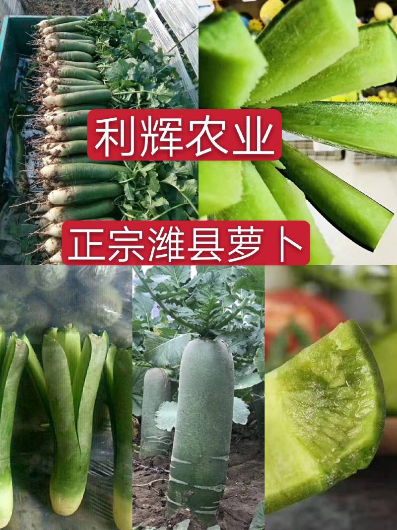 大量供应潍县萝卜、水果萝卜、现拔、青茬、免人工费