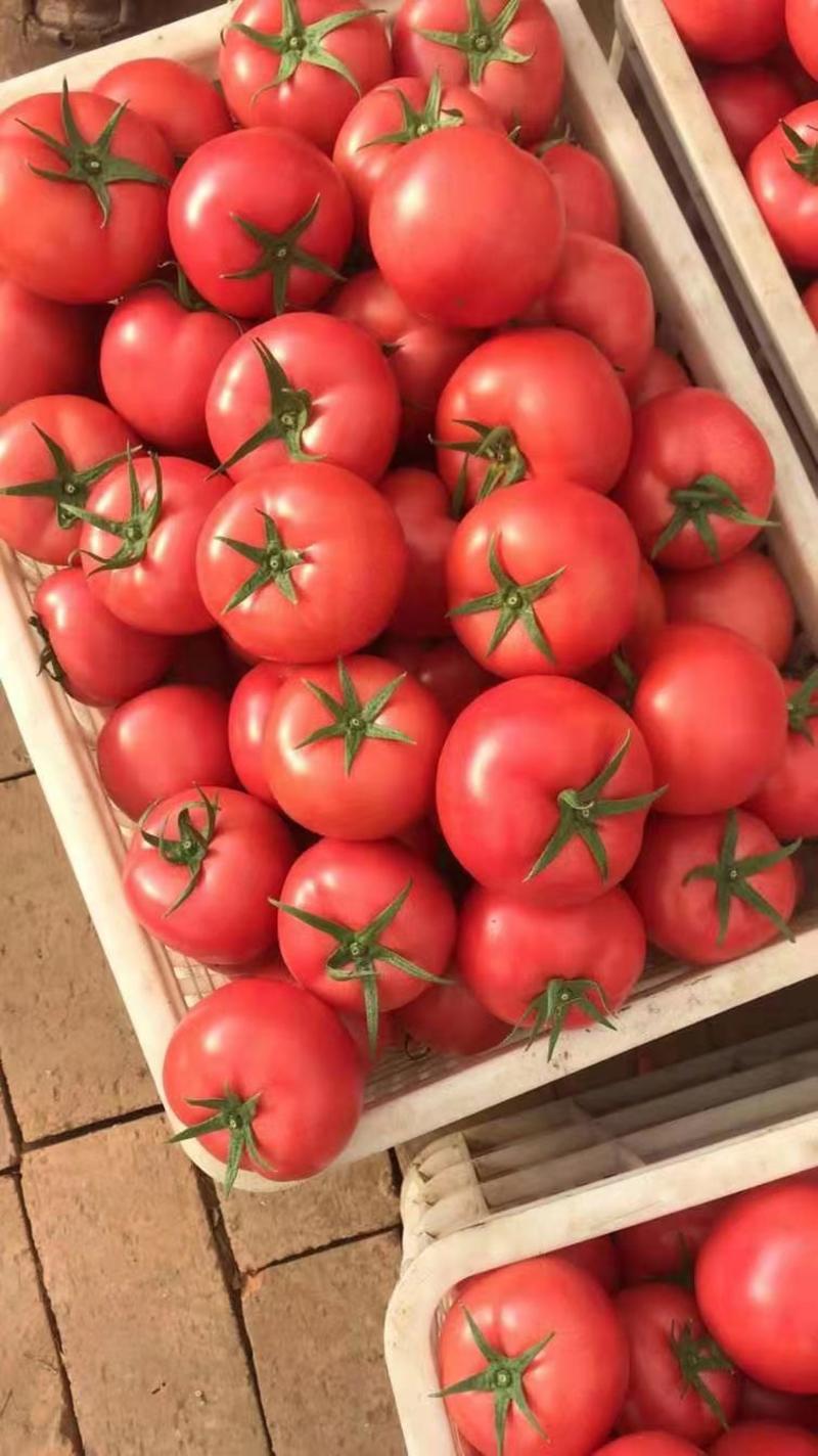 西红柿常年大量供应质量好价格优惠耐运输