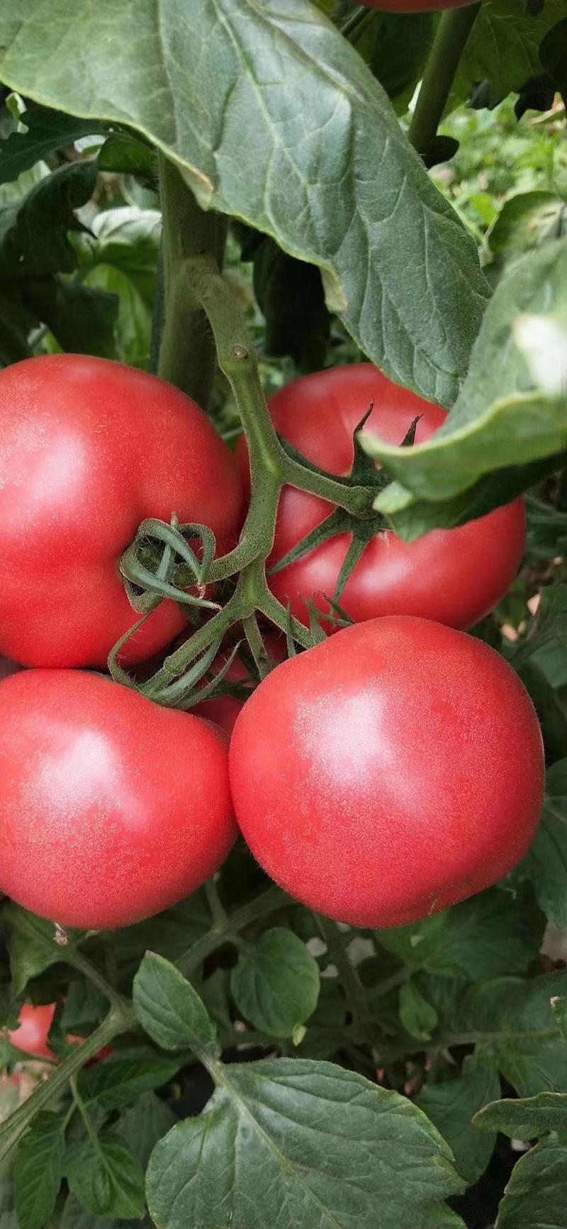 西红柿常年大量供应质量好价格优惠耐运输