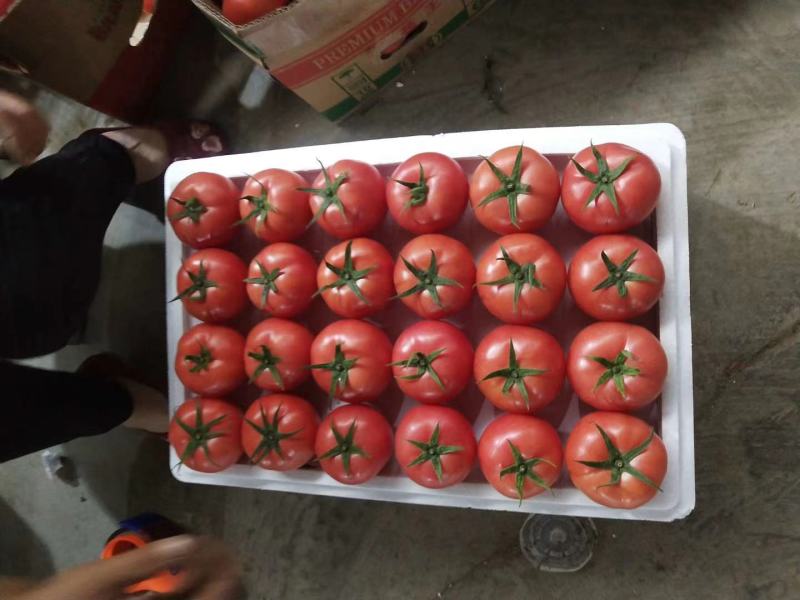 【西红柿】精品硬粉西红柿大量现货质量好价格优