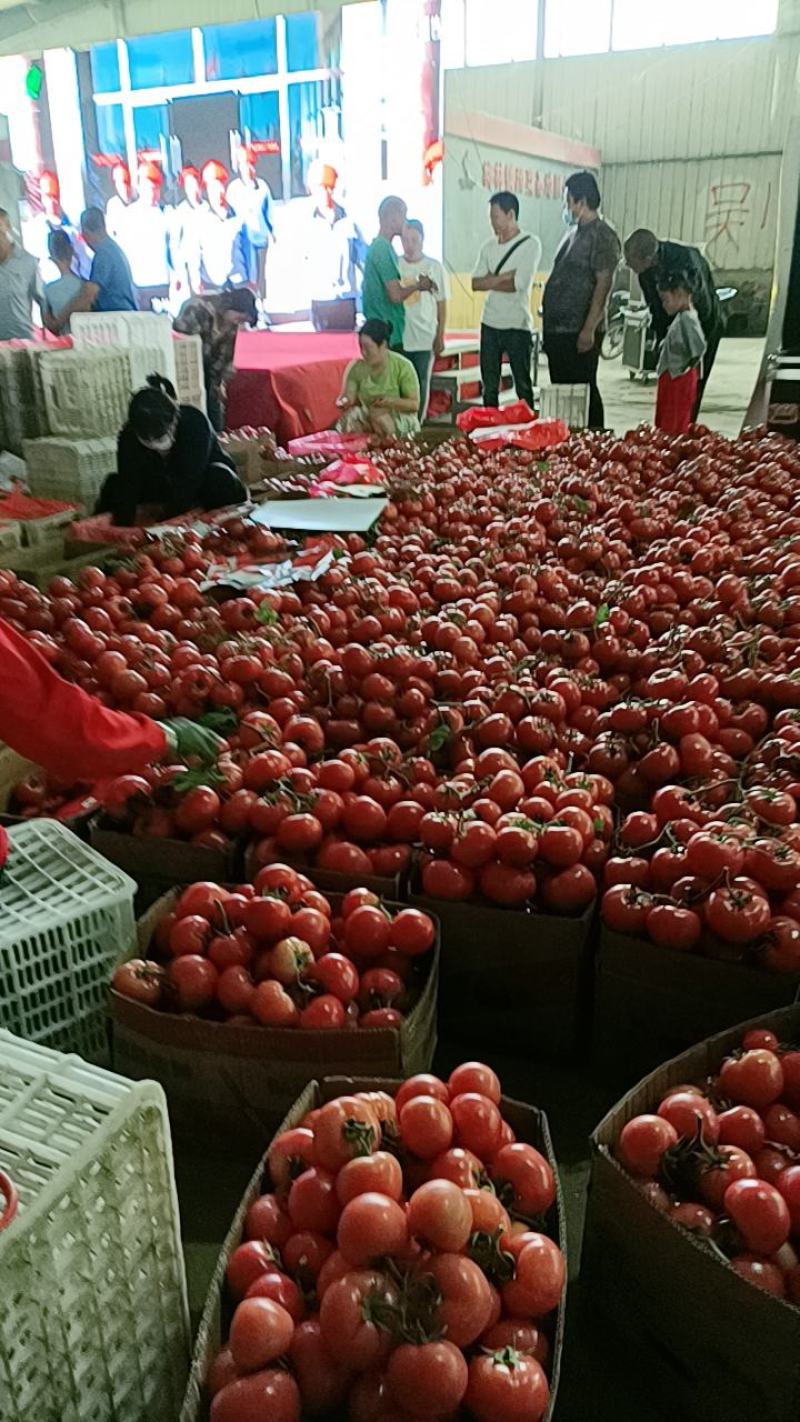 【西红柿】精品硬粉西红柿大量现货质量好价格优