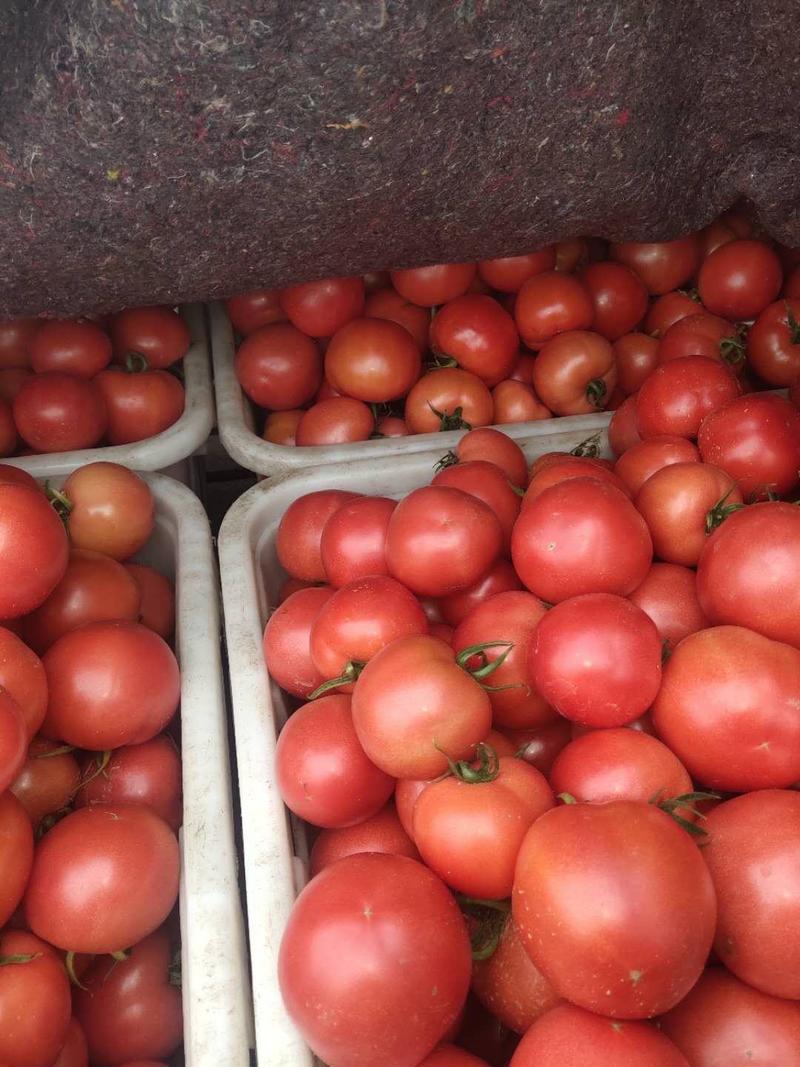 西红柿，山东费县万亩硬粉西红柿大量上市现摘现发基地直供