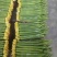 【丝瓜】精品鲜花丝瓜市场通货大量供应价格优惠