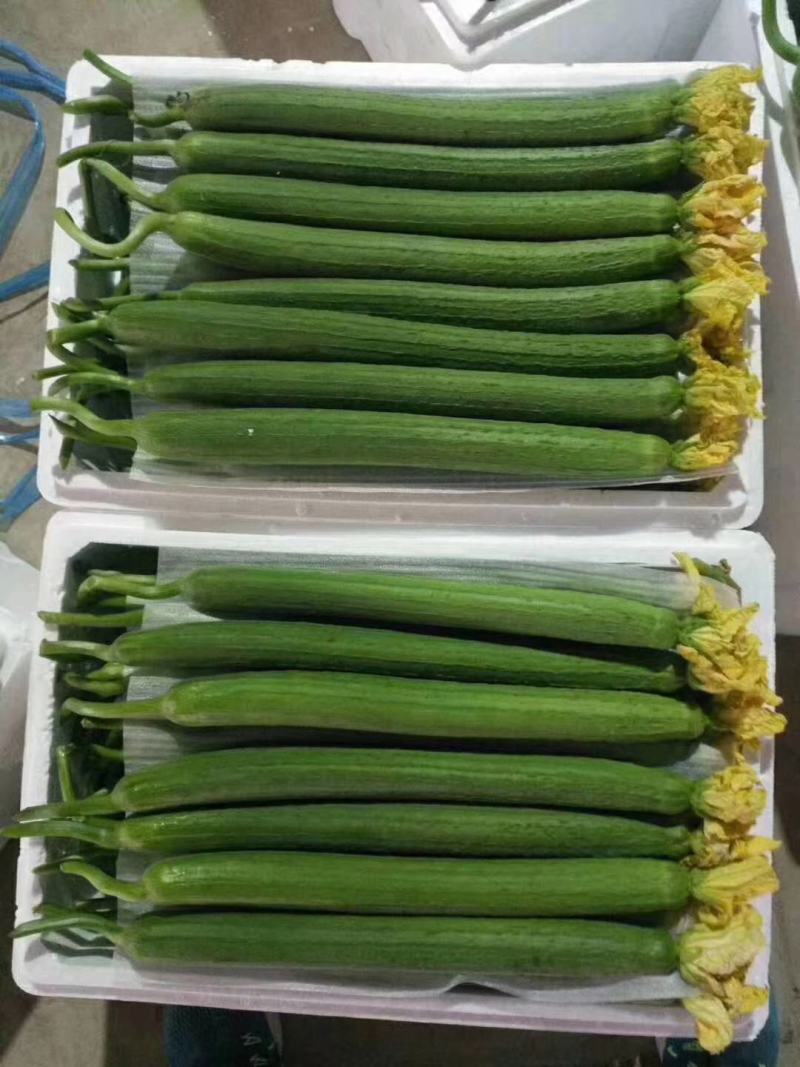【丝瓜】精品鲜花丝瓜市场通货大量供应价格优惠