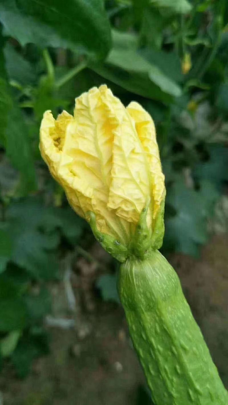 【丝瓜】精品鲜花丝瓜市场通货大量供应价格优惠