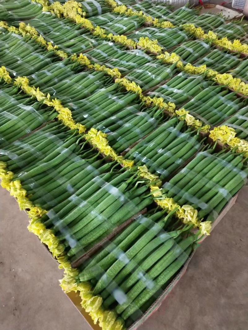 【丝瓜】精品鲜花丝瓜市场通货大量供应价格优惠