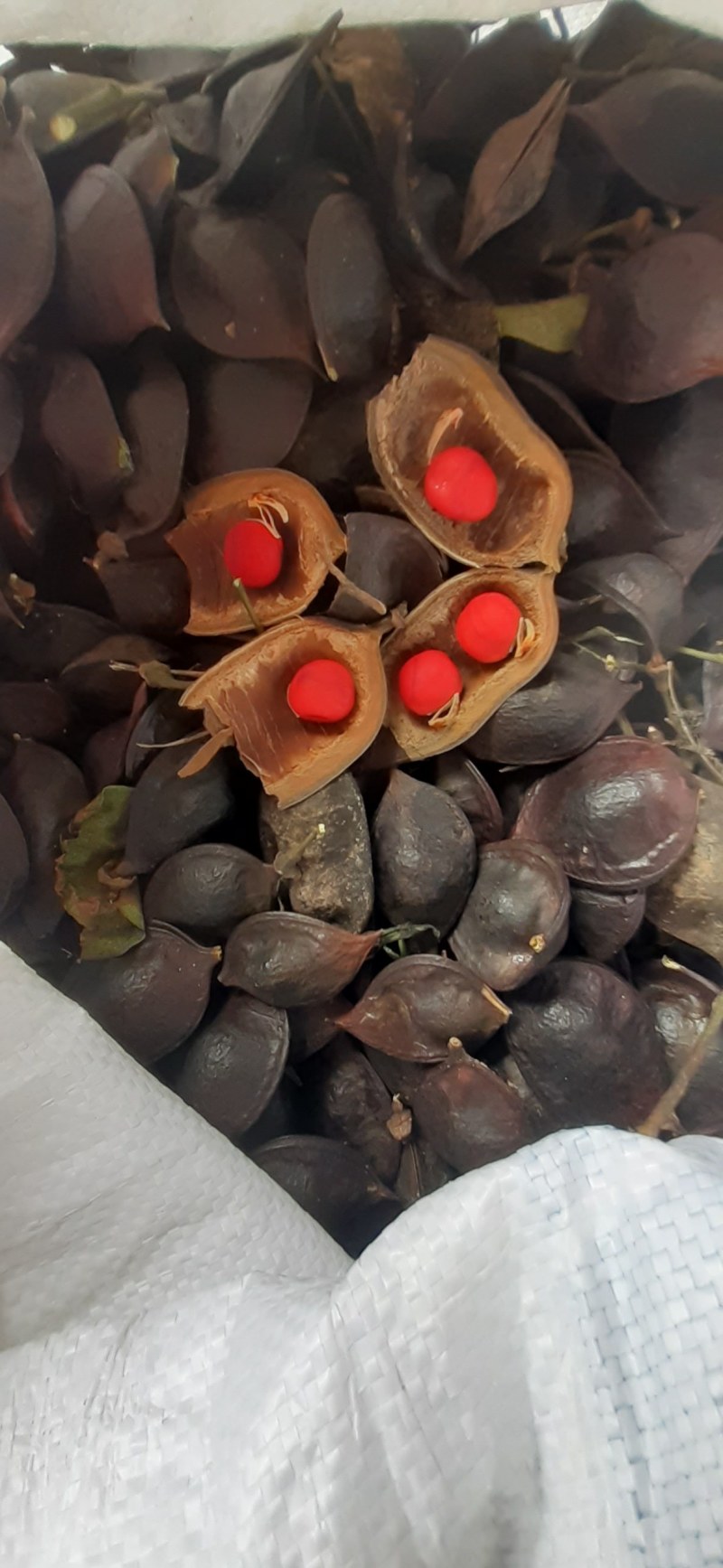出售鄂西红豆种子！红豆树种子