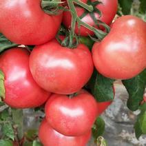 【西红柿】精品硬粉西红柿大量供应质量好价格