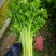 【精品去根芹菜】代发全国多规格可配
